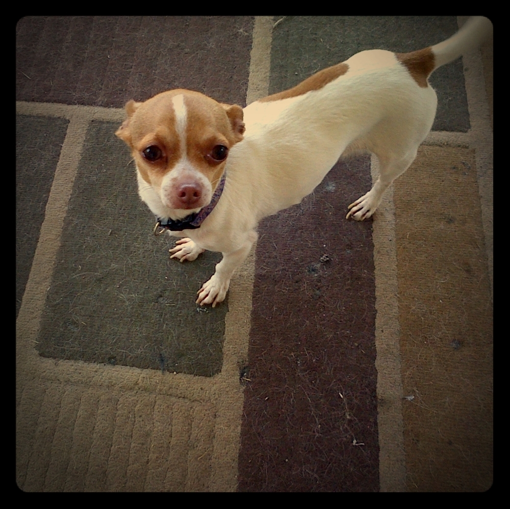 Meet your Posher, Dan